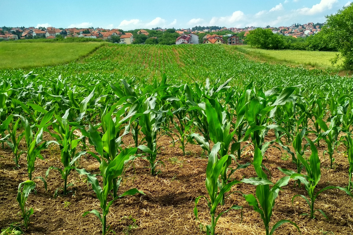 Przejście oraz rozwój rolnictwa bezorkowego może być sfinansowane pożyczką 0% 