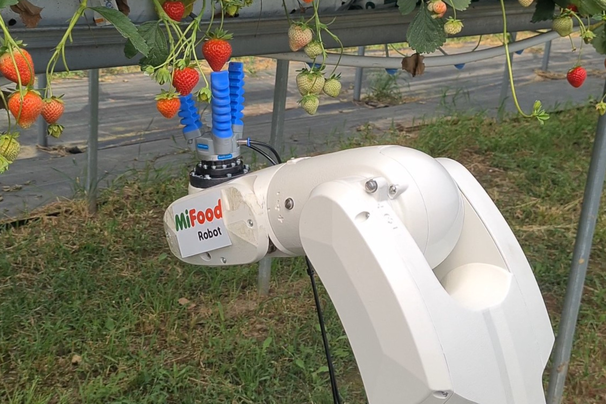 Robot do zbioru truskawek