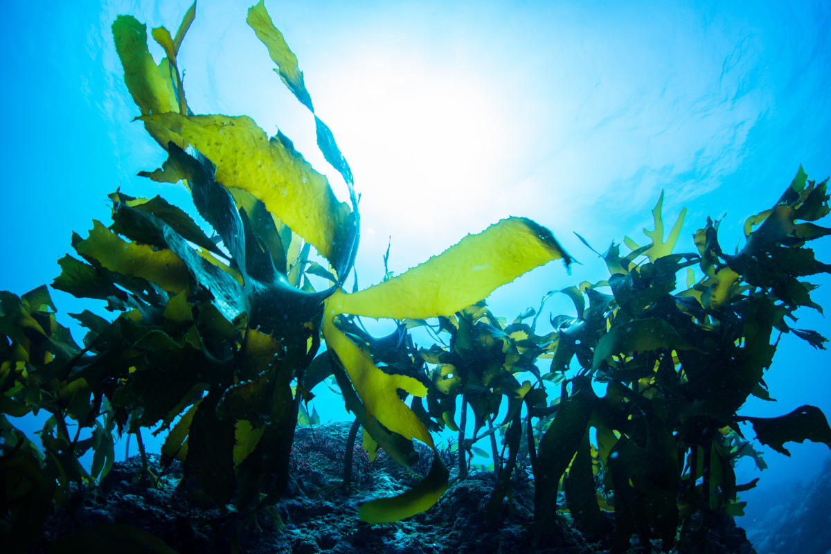 Rozwój upraw oceanicznych, kontrowersje i dwutlenek węgla