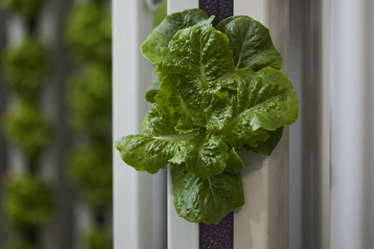 Smart Crop – nowoczesna uprawa roślin w samym centrum Krakowa