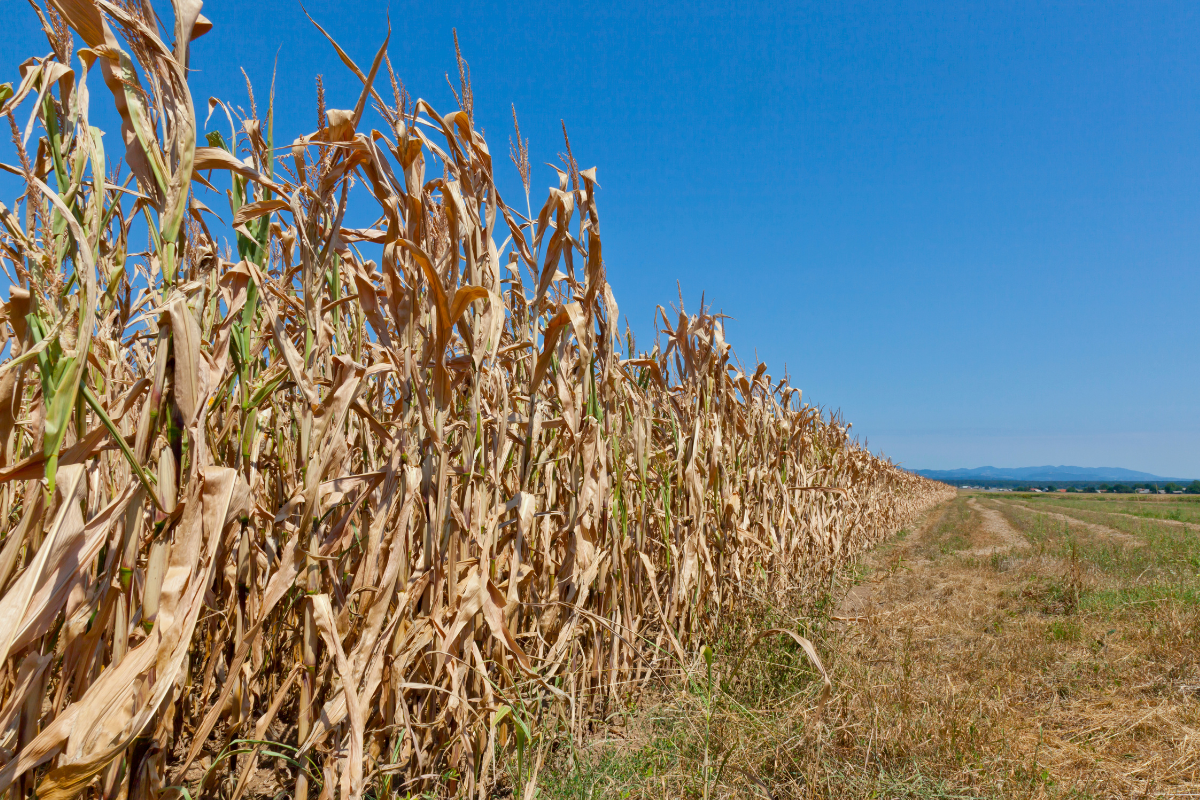 Ekstremalna susza rolnicza obejmuje 12% powierzchni kraju