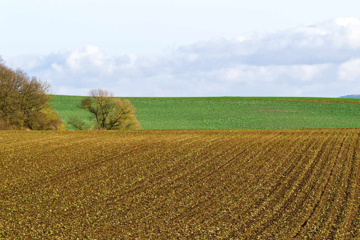 Zmiany klimatyczne stanowią zagrożenie dla rolnictwa i bezpieczeństwa żywnościowego