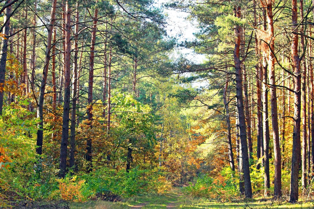 Nowa unijna regulacja ma zapobiec wylesianiu i degradacji lasów