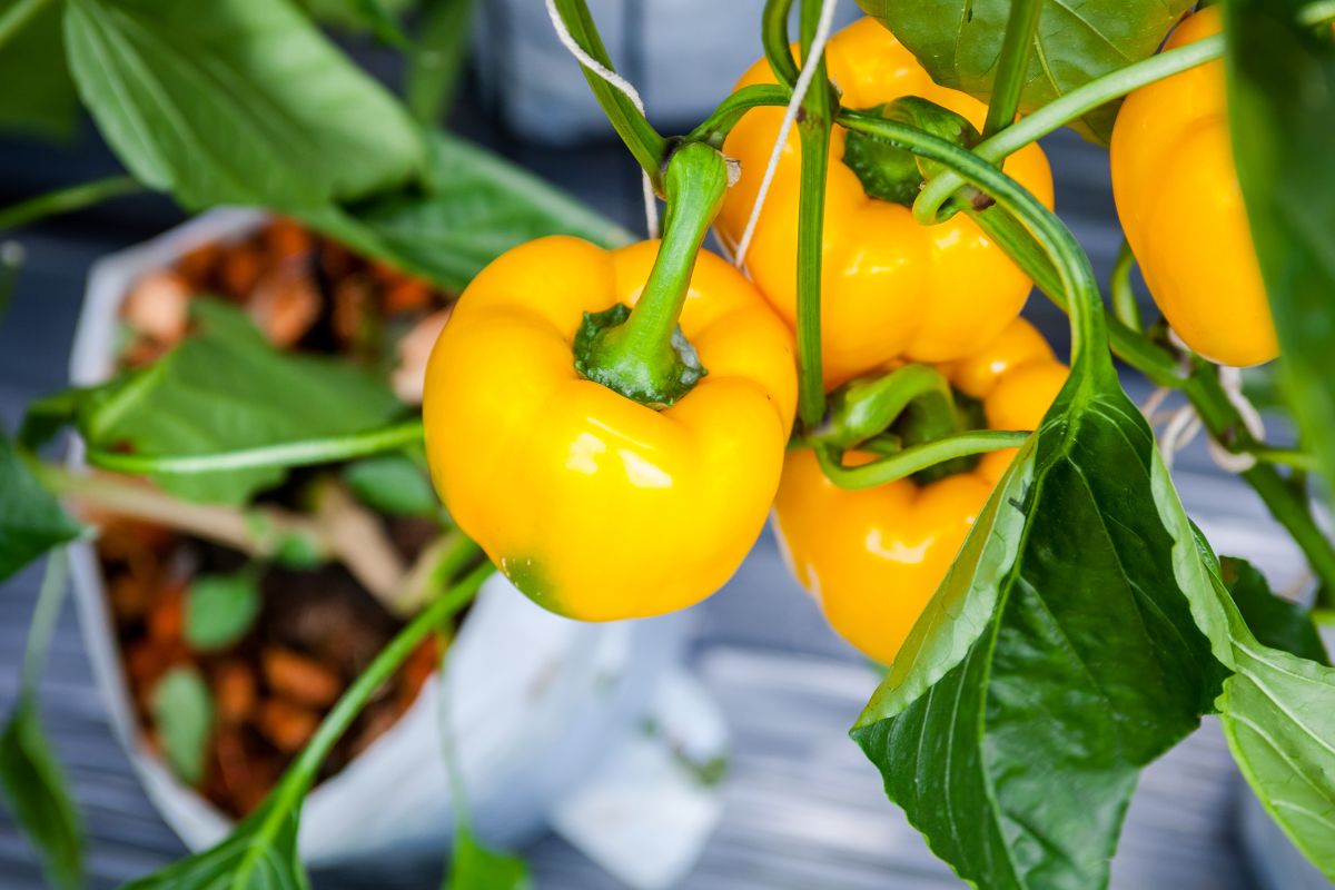 Polscy producenci papryki mierzą się z silną konkurencją z innych państw