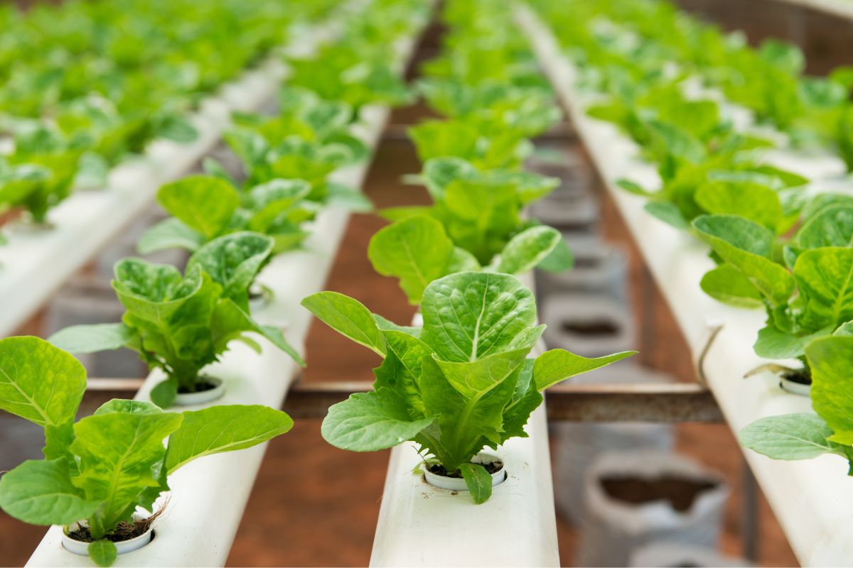 Smart Vegetables Innovations inwestuje w innowacje i edukację