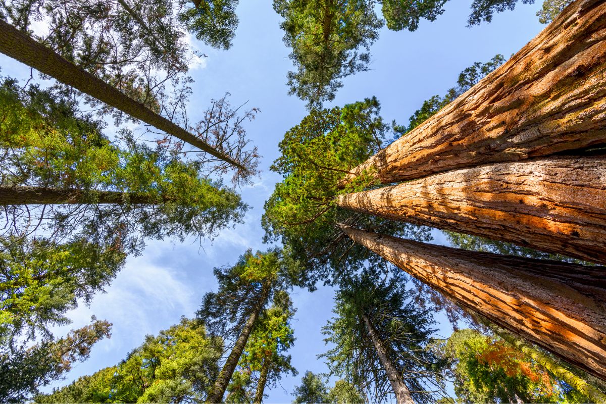 Coraz więcej podmiotów angażuje się w ochronę lasów