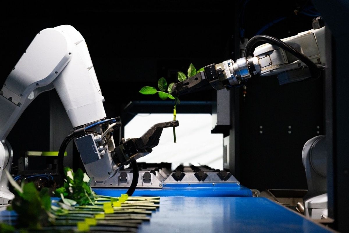 Robot do szczepienia upraw szkółkarskich