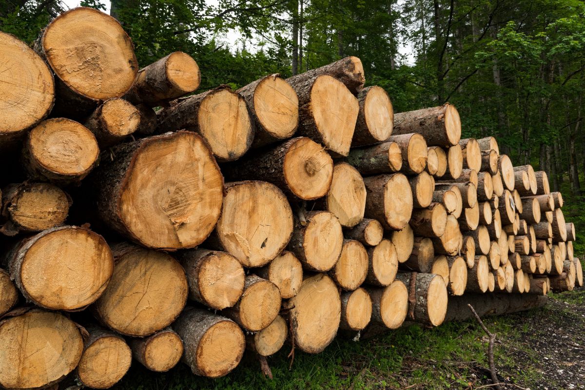 Digitalizacja pomiaru surowca drzewnego