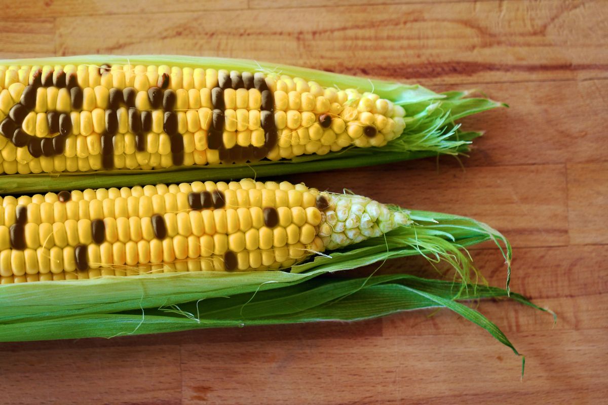 Starożytne GMO