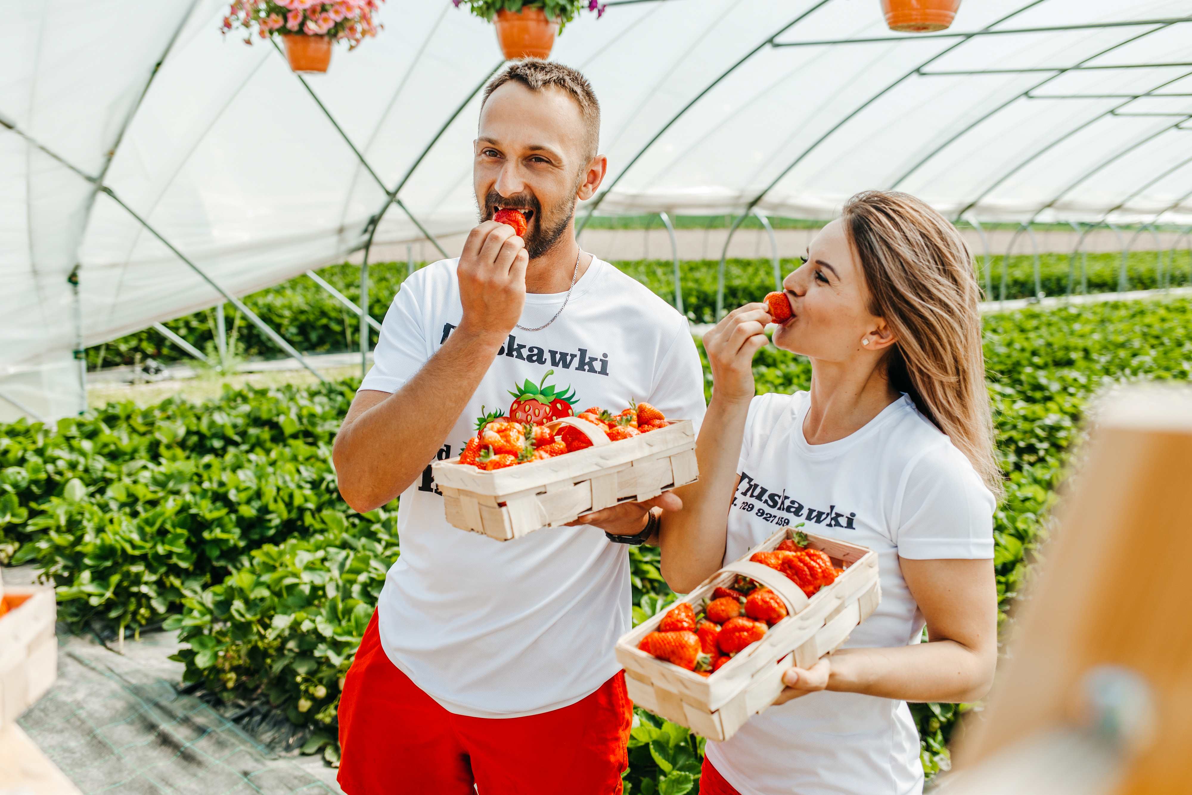 Kobieta i mężczyzna jedzą truskawki prosto z uprawy
