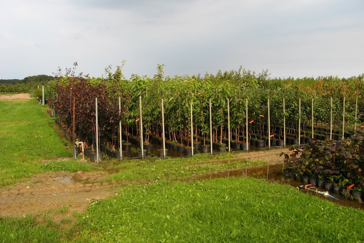 Ocena polowa plantacji nasiennych w 2026 r.