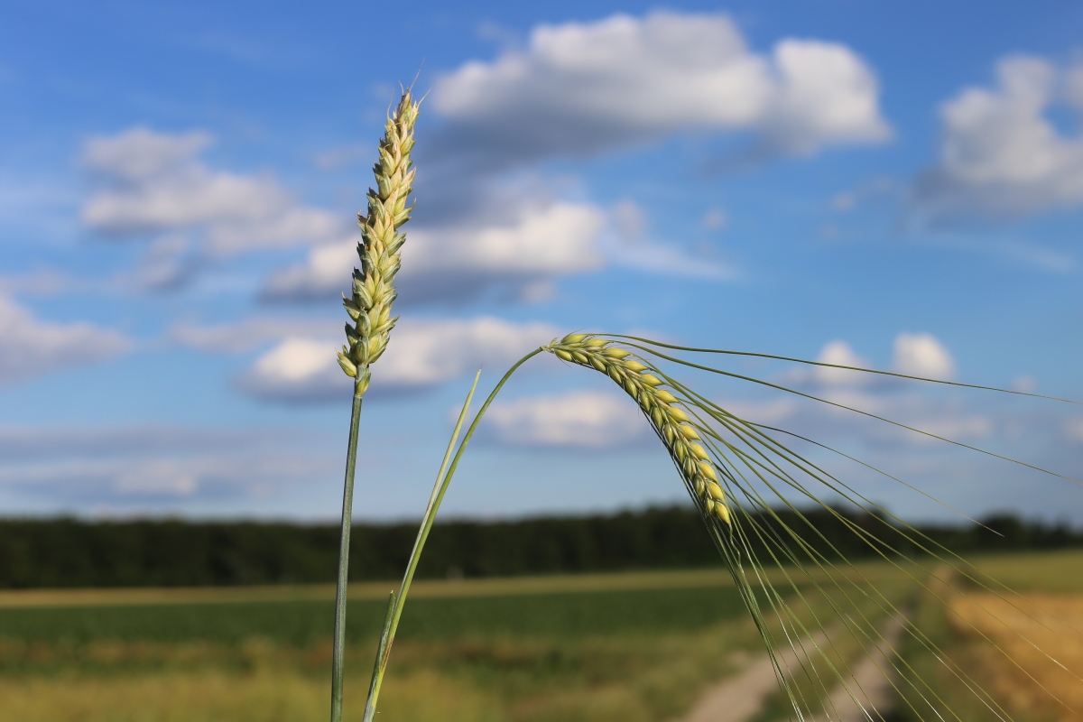 Kampania 2026 – w ciągu pierwszych dwóch dni wpłynęło 4200 wniosków