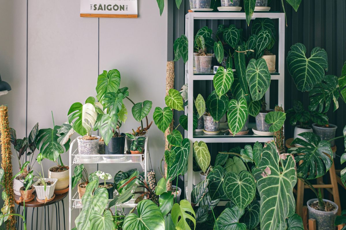 Plant Health 4 Life – proste działania na rzecz ochrony roślin