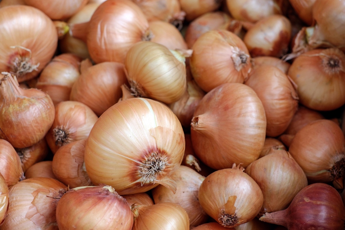 Cebula ozima to pewność plonu i przewaga na starcie sezonu