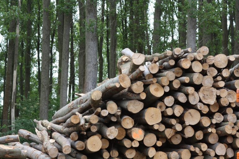 Paged Plywood z certyfikacją SURE-EU dla obu zakładów produkcyjnych