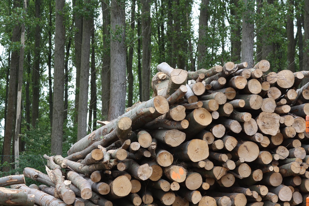 Paged Plywood z certyfikacją SURE-EU dla obu zakładów produkcyjnych